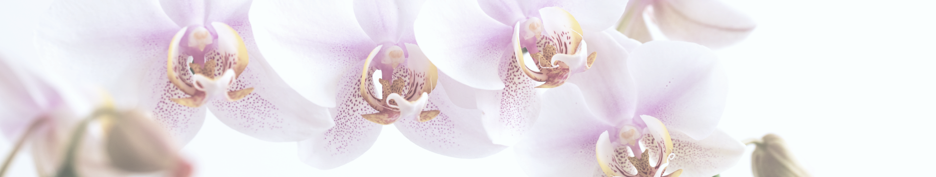 mob_bannerBlog