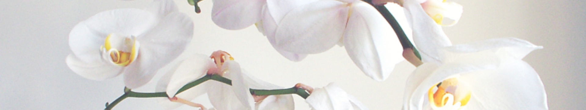 Banner mobile-Blog
